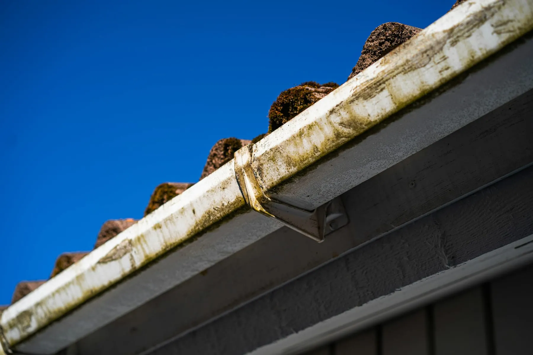 Dark organic buildup inside a residential rain gutter beneath a tiled roof